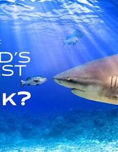 فيلم World s Biggest Bull Shark 2021 مترجم