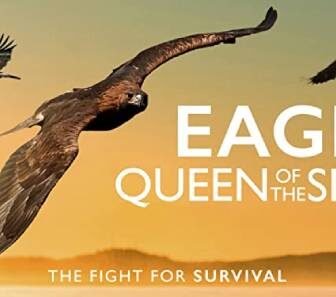 فيلم Eagle Queen of the Skies 2014 مترجم