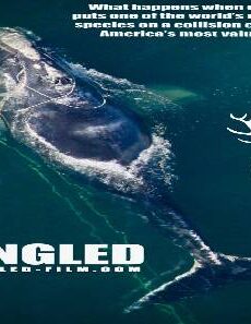 فيلم Entangled The Race To Save Right Whales From Extinction 2020 مترجم