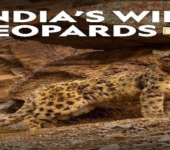 فيلم Indias Wild Leopards 2020 مترجم