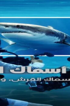 All the Sharks