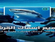 برنامج All the Sharks الحلقة 1 مترجمة