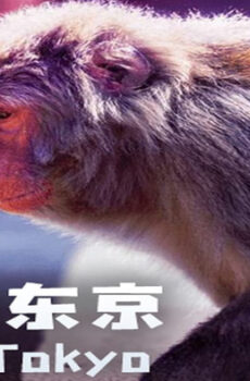 فيلم Wild Tokyo 2020 مترجم