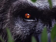 مسلسل Africa Earth’s Wild Home الحلقة 5 مترجمة