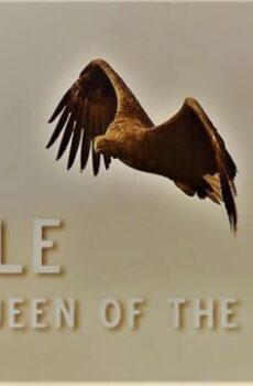 فيلم Eagle: Queen of The Skies 2021 مترجم