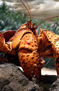 فيلم The Giant Robber Crab 2019 السلطعون السارق العملاق مترجم