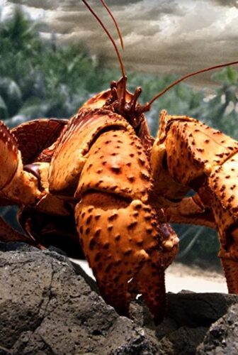 فيلم The Giant Robber Crab 2019 السلطعون السارق العملاق مترجم