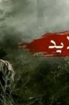 ام القلايد