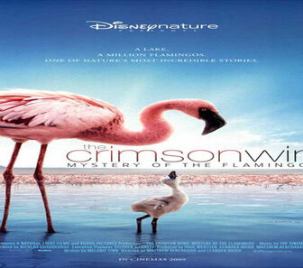 فيلم The Crimson Wing Mystery Of The Flamingos 2008 مترجم