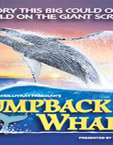 فيلم Humpback Whales 2015 مترجم