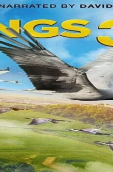 فيلم Wings 2014 مترجم