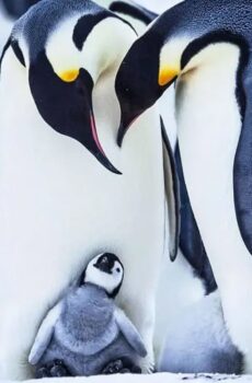 فيلم Snow Chick – A Penguin’s Tale 2015 مترجم