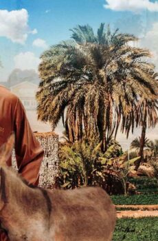 مسلسل شخلول الحلقة 20 العشرون