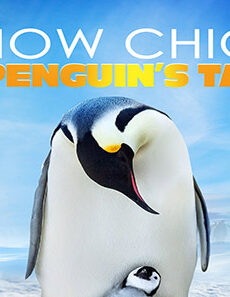 فيلم Snow Chick A Penguin S Tale 2015 مترجم