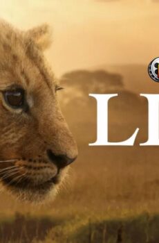 Lion 2026