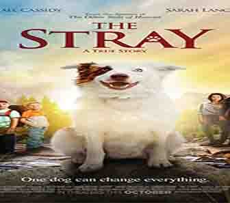 فيلم The Stray 2017 مترجم