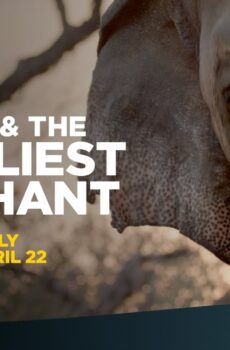 فيلم The Elephant Whisperers 2022 مترجم