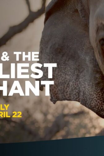 فيلم The Elephant Whisperers 2022 مترجم