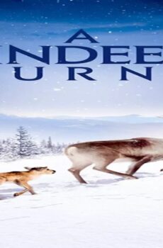 فيلم A Reindeer’s Journey 2018 مترجم