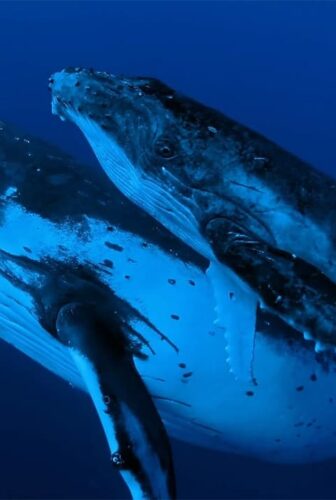 فيلم Whale Wisdom 2019 مترجم
