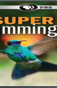 فيلم Super Hummingbirds 2016 مترجم