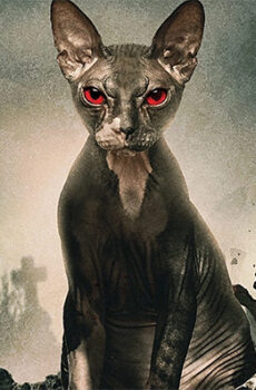فيلم Pet Graveyard 2019 مترجم