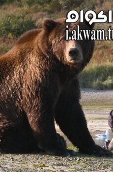 فيلم Bear Like 2019 مترجم