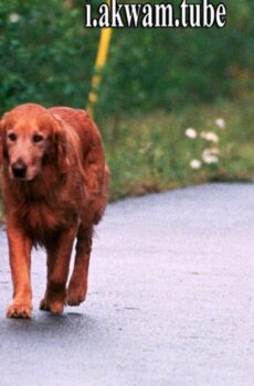 فيلم Homeward Bound II Lost in San Francisco 1996 مترجم