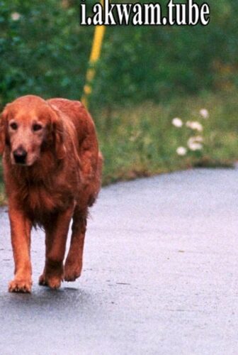 فيلم Homeward Bound II Lost in San Francisco 1996 مترجم