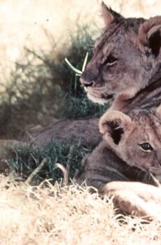 فيلم The African Lion 1955 مترجم