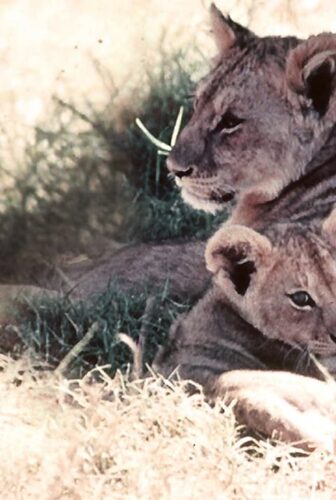 فيلم The African Lion 1955 مترجم