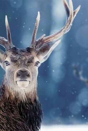 فيلم Snow Animals 2019 مترجم