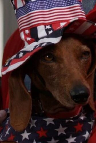 فيلم Wiener Dog Internationals 2015 مترجم