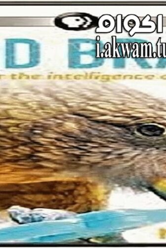 فيلم NOVA Bird Brain 2021 مترجم