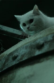 فيلم The Cat 2011 مترجم