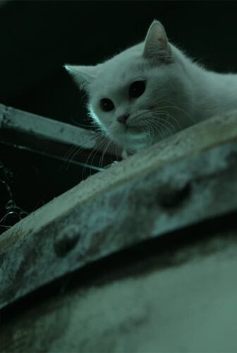 فيلم The Cat 2011 مترجم