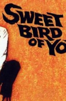 فيلم Sweet Bird of Youth 1962 مترجم