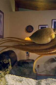 فيلم The Octopus in My House 2019 مترجم