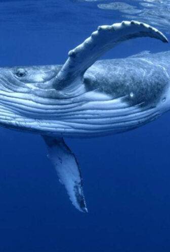 فيلم Humpback Whale Birth of a Giant 2019 مترجم