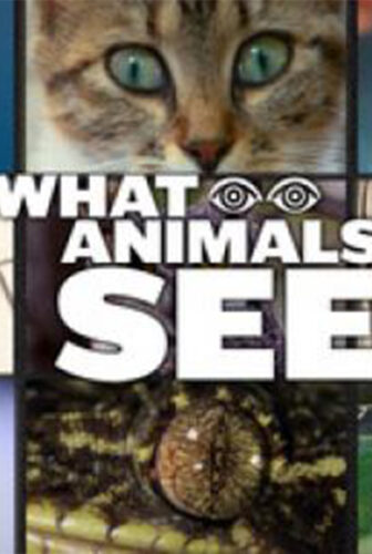 فيلم What Animals See 2018 مترجم