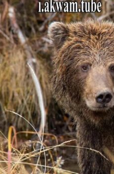 فيلم Yukons Wild Grizzlies 2021 مترجم