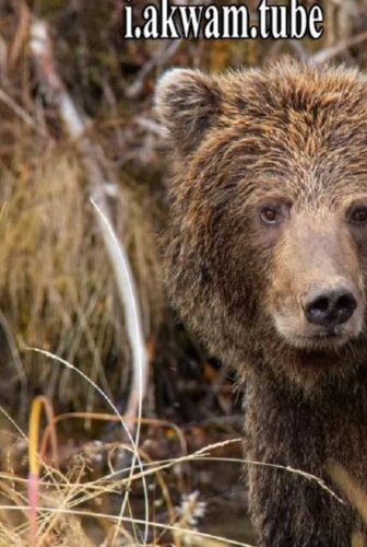 فيلم Yukons Wild Grizzlies 2021 مترجم