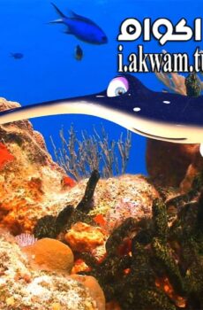 فيلم Fishtales 2016 مترجم