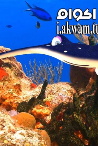 فيلم Fishtales 2016 مترجم