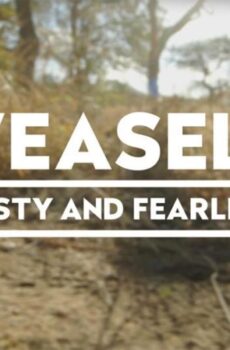 فيلم Weasels Feisty and Fearless 2019 مترجم