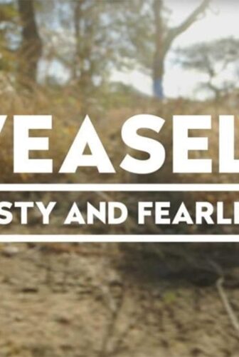 فيلم Weasels Feisty and Fearless 2019 مترجم