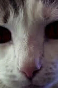 فيلم Hells Kitty 2018 مترجم