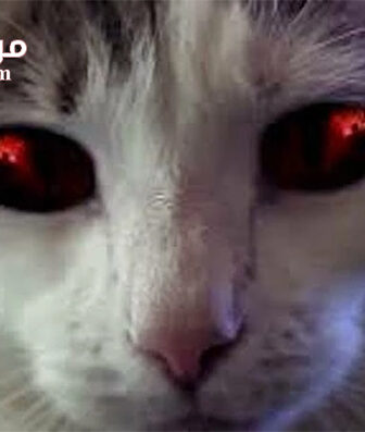 فيلم Hells Kitty 2018 مترجم