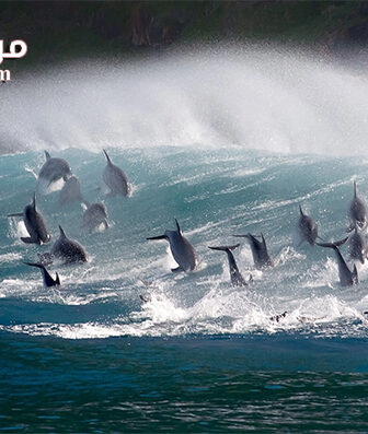 فيلم Oceans Our Blue Planet 2018 مترجم