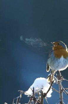 فيلم Attenborough’s Wonder of Song 2022 مترجم